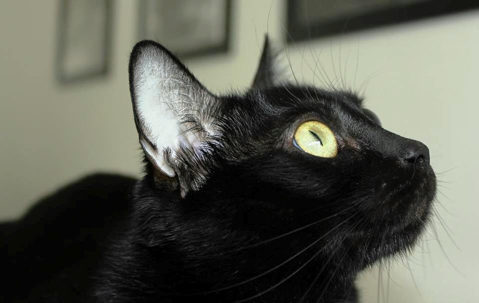 10478195_10202880391669075_5295960023629754791_n.j