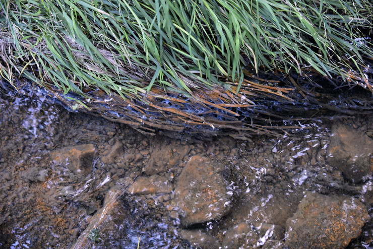 _DSC9665.JPG