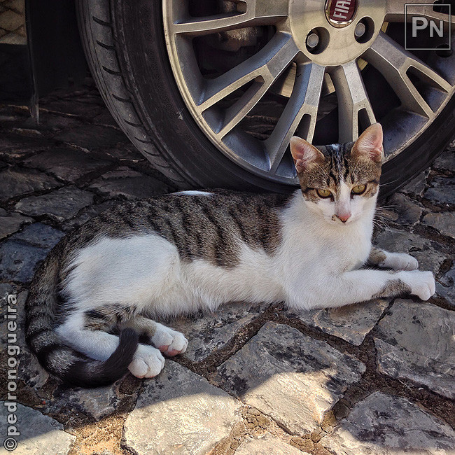 Ago_2017_038a 650px.jpg