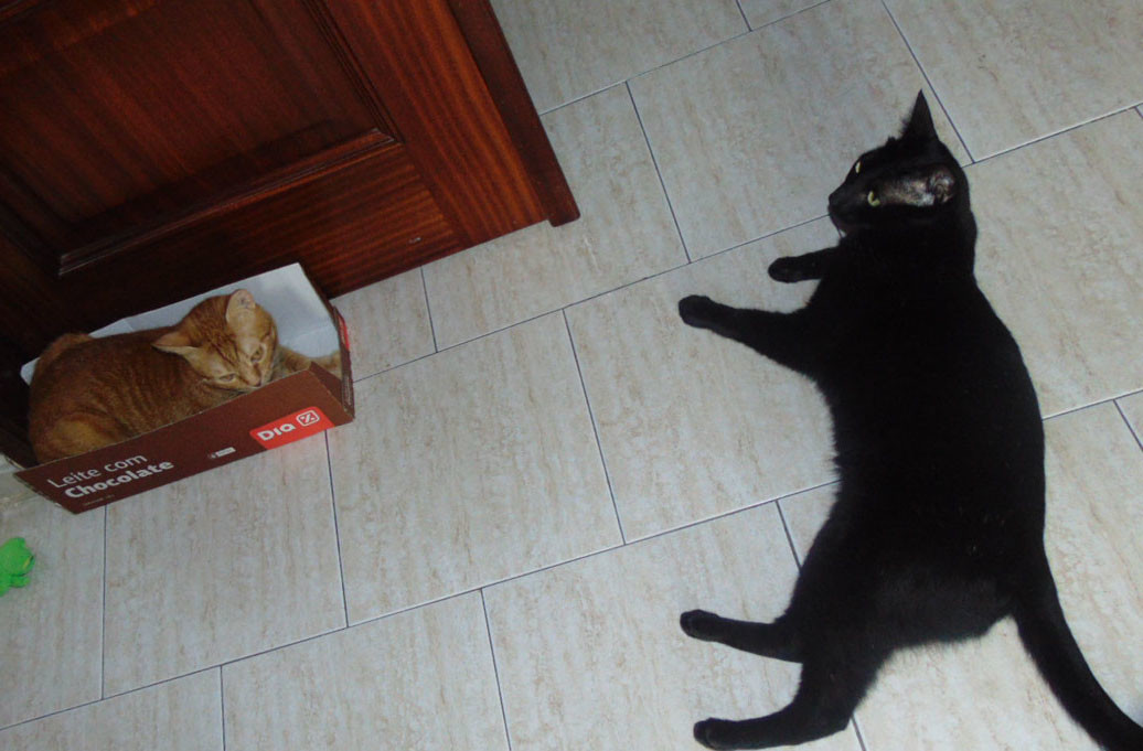 caixasgatos.jpg caixasgatos.jpg