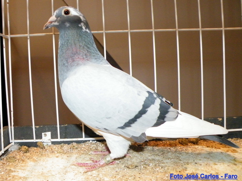 Feira Ibérica Beja 2018 010.JPG Feira Ibérica Beja 2018 010.JPG