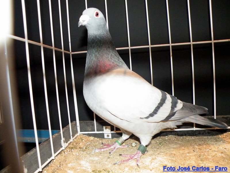 Feira Ibérica Beja 2018 054.JPG Feira Ibérica Beja 2018 054.JPG