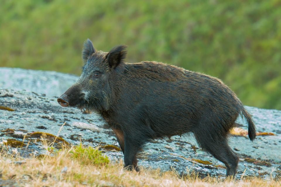 javali.jpg javali.jpg