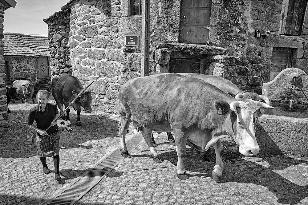 _JMF7028 - Cópia.jpg