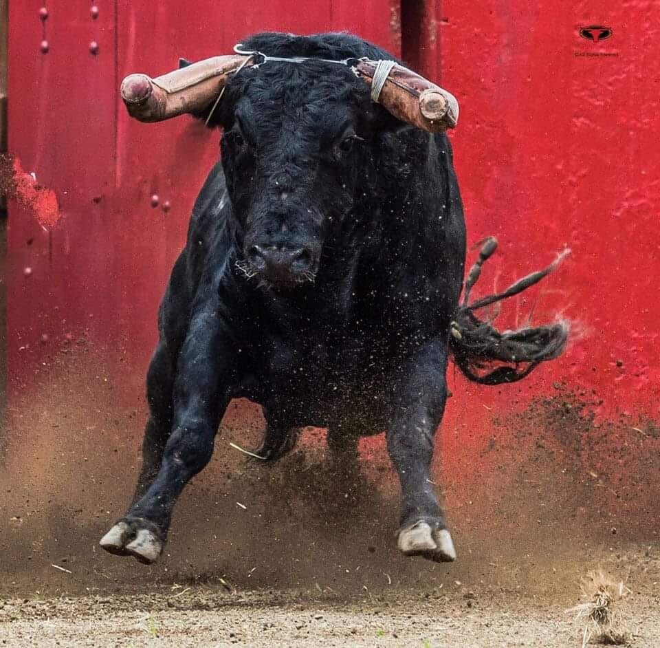 Foto Cronica 177DI OUT23 - Em defesa do Toiro Brav