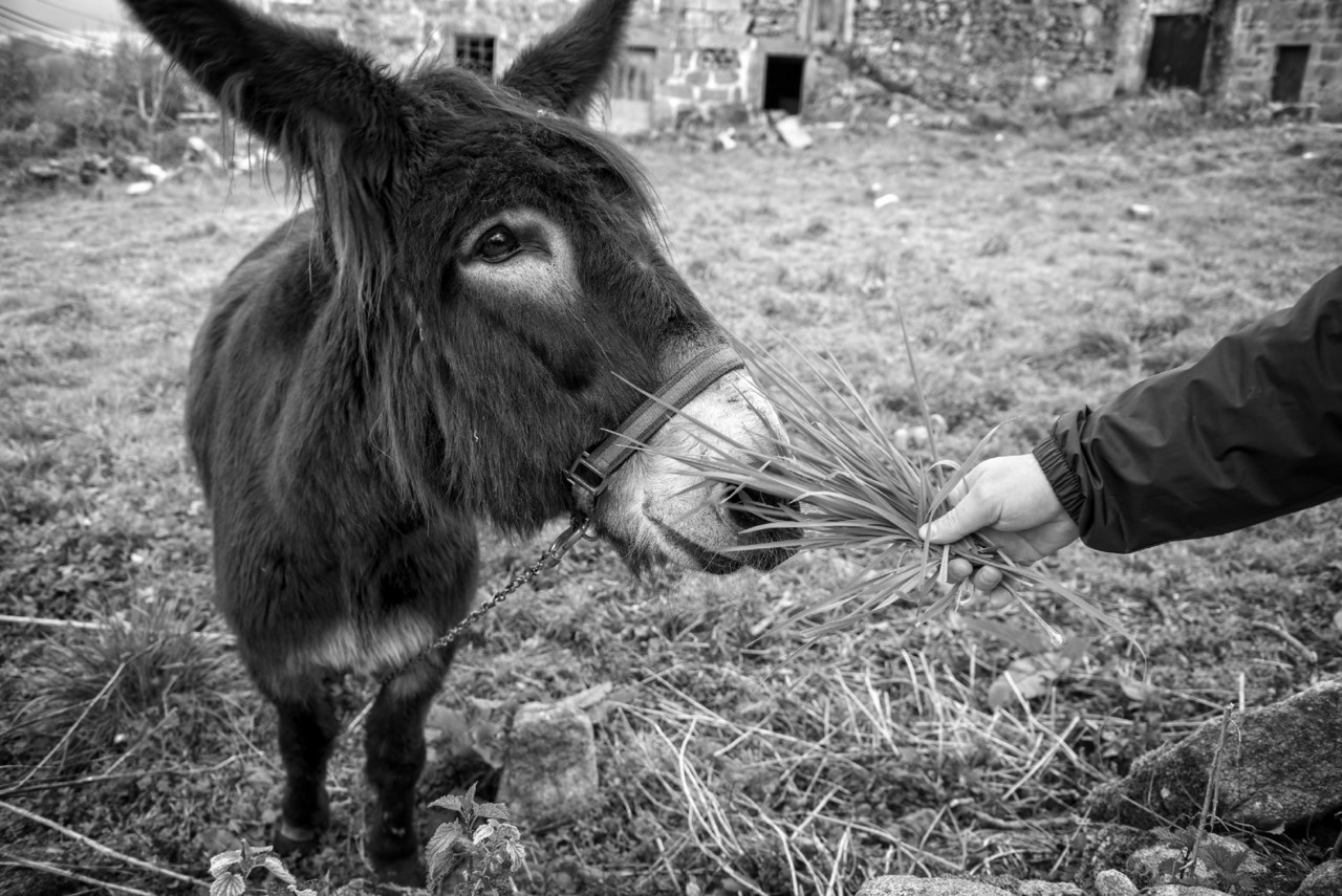 Barroso - Solveira - S. André - março 2016 - D