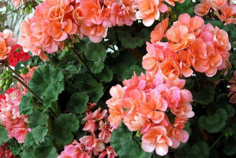 121795758_3396182553802953_3246335373676429121_n.j