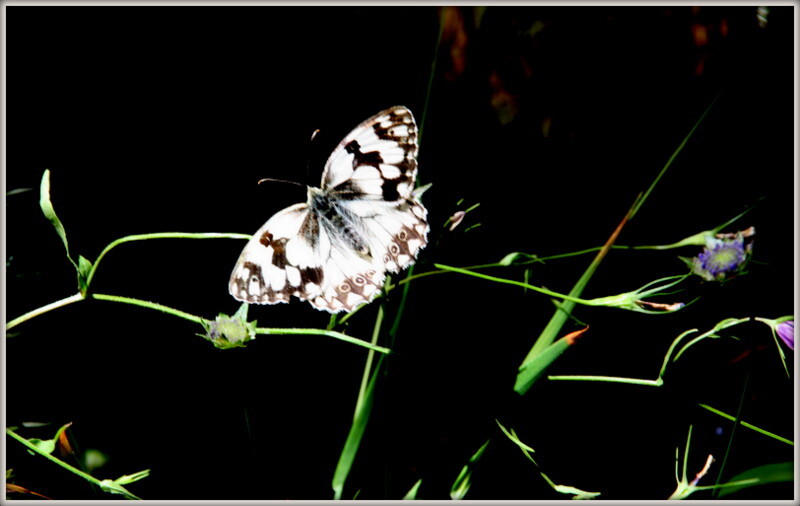 Castanheira de Pêra 144.jpg