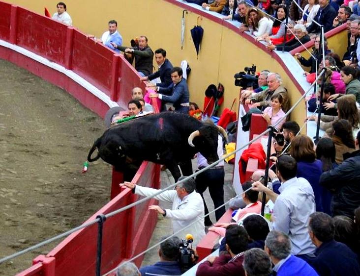 Toiro salta Trincheira RNogueira.jpg