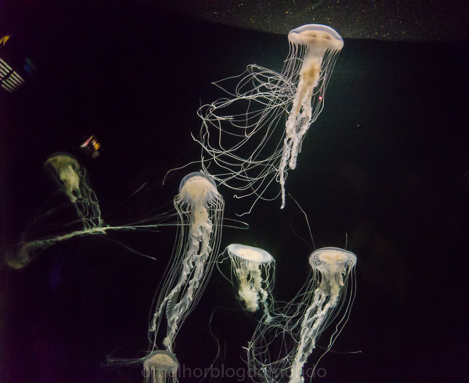 DSC00205.jpg DSC00205.jpg