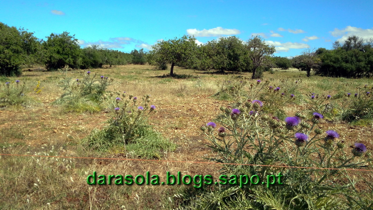 Castro_Marim_2_02.jpg Castro_Marim_2_02.jpg