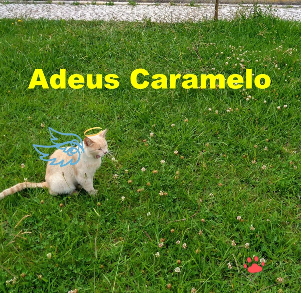 452406690_506943758527789_3826934118494628361_n.jp