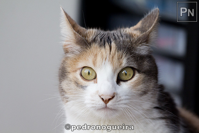 _MG_2972 650px.jpg _MG_2972 650px.jpg