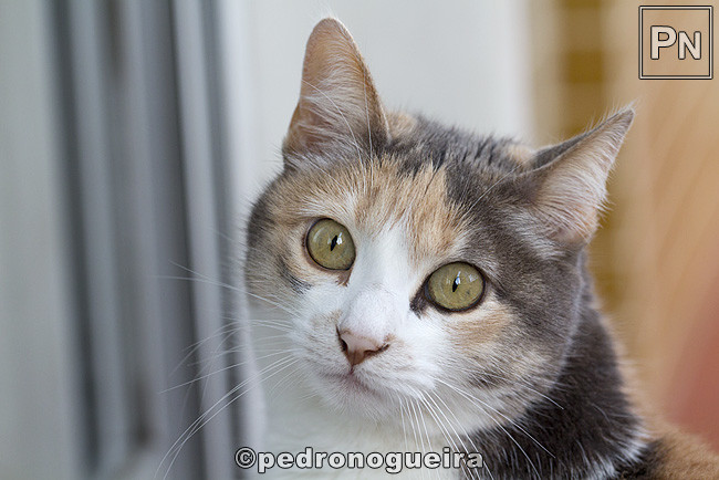 _MG_2970 650px.jpg _MG_2970 650px.jpg