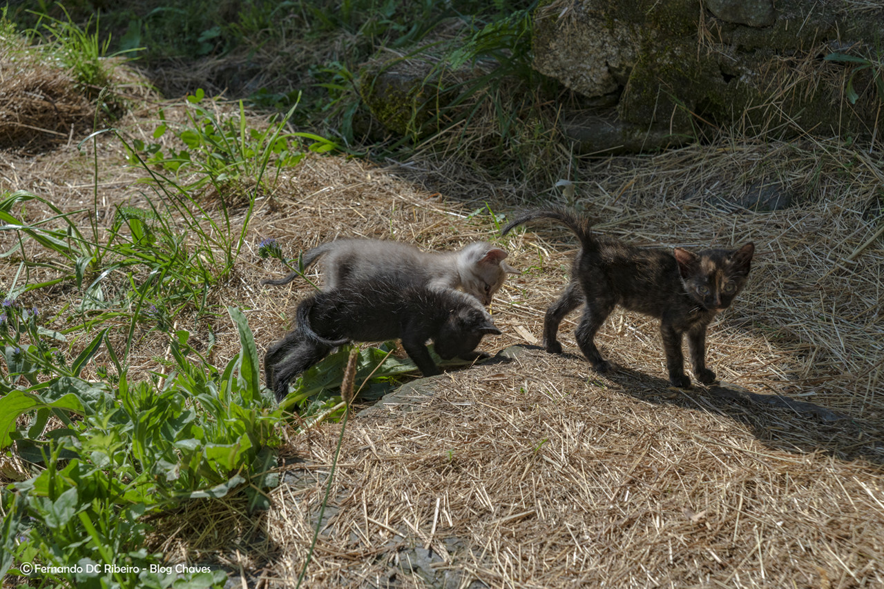 1600-cerdeira (46)-video.jpg 1600-cerdeira (46)-video.jpg