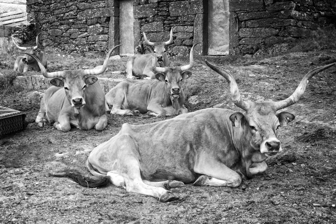 barroso - volta por SAlto 047 - cópia copy.jpg barroso - volta por SAlto 047 - cópia copy.jpg