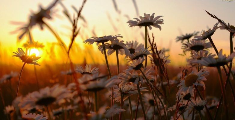 xar-784x400-margaridas-amanhecer-wallpaper.jpg.pag