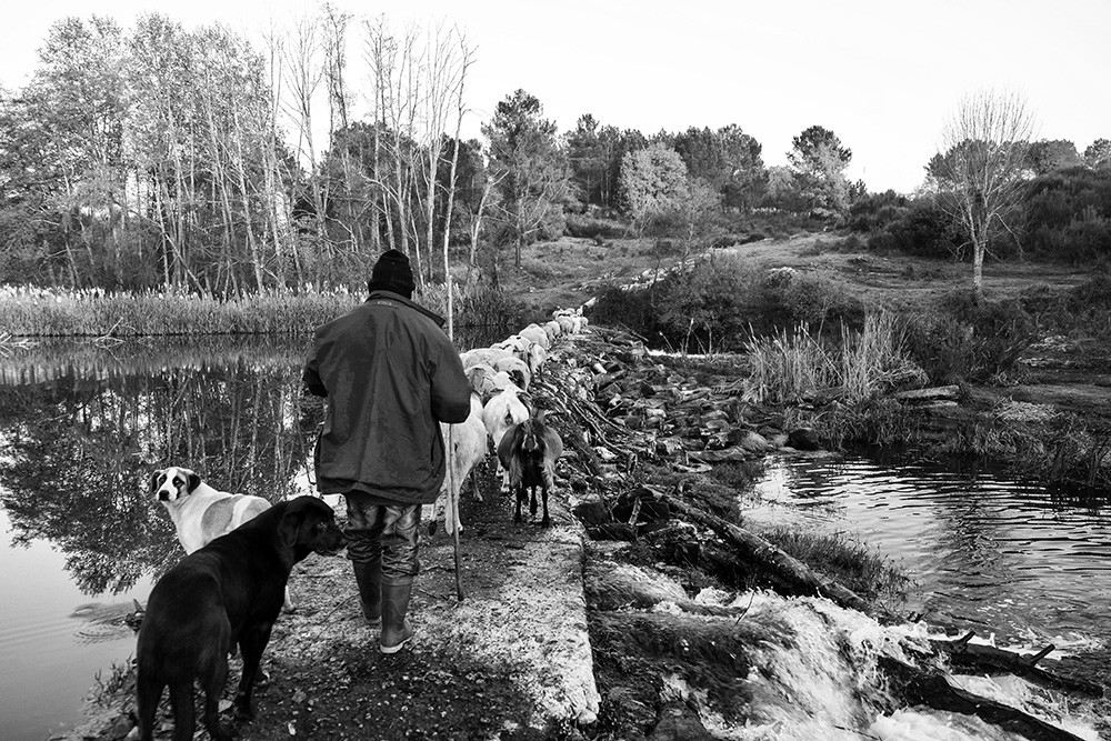 Matança Abobeleira dez 2015 162 - Cópia.jpg