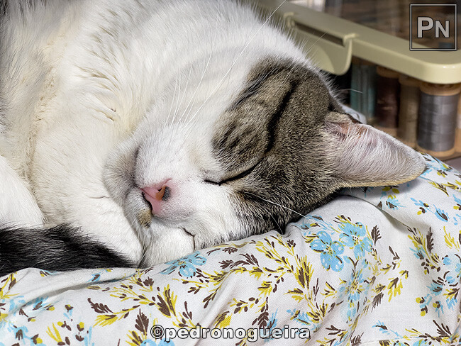 Fev_2024_011 650px.jpg