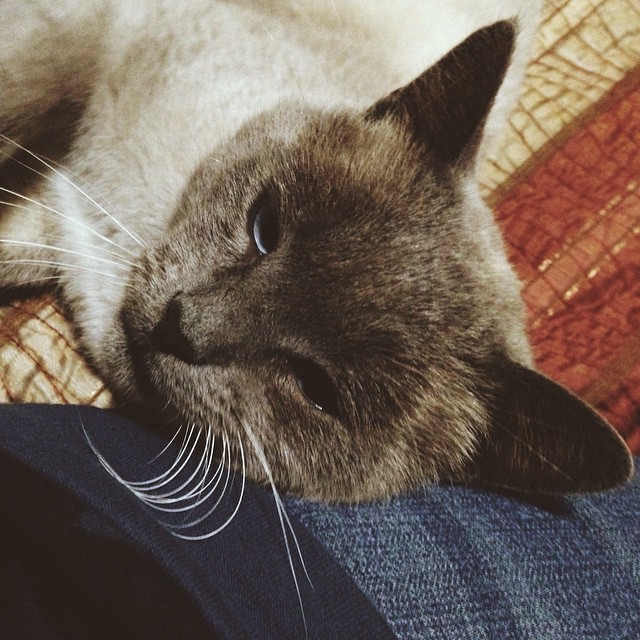 10702087_10205524434940054_8184479771902214982_n.j