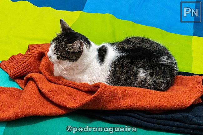 Jul_2021_049a 650px.jpg