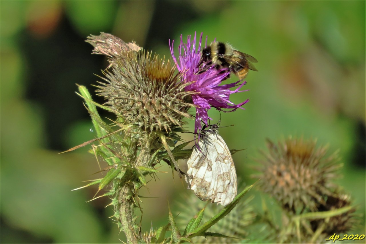 IMG_0114.JPG IMG_0114.JPG