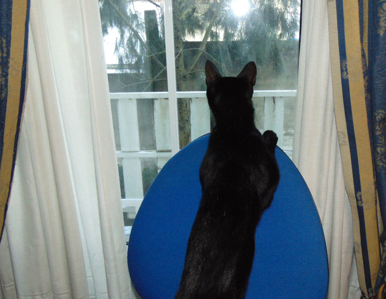 rrafanoface001.JPG rrafanoface001.JPG