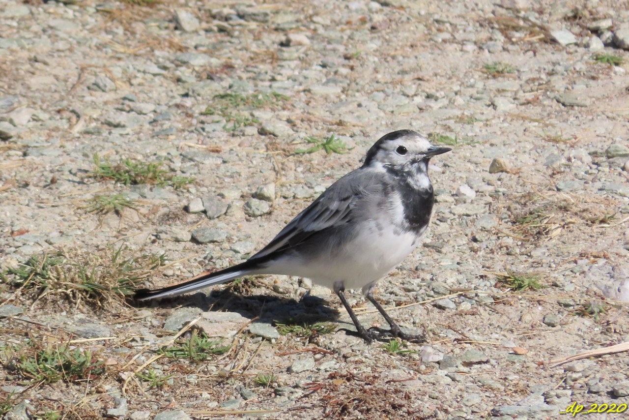 IMG_0305.JPG IMG_0305.JPG