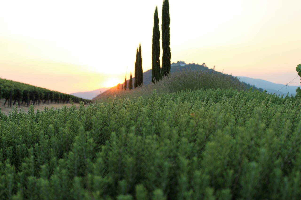 Quinta das Carvalhas - Real Companhia Velha