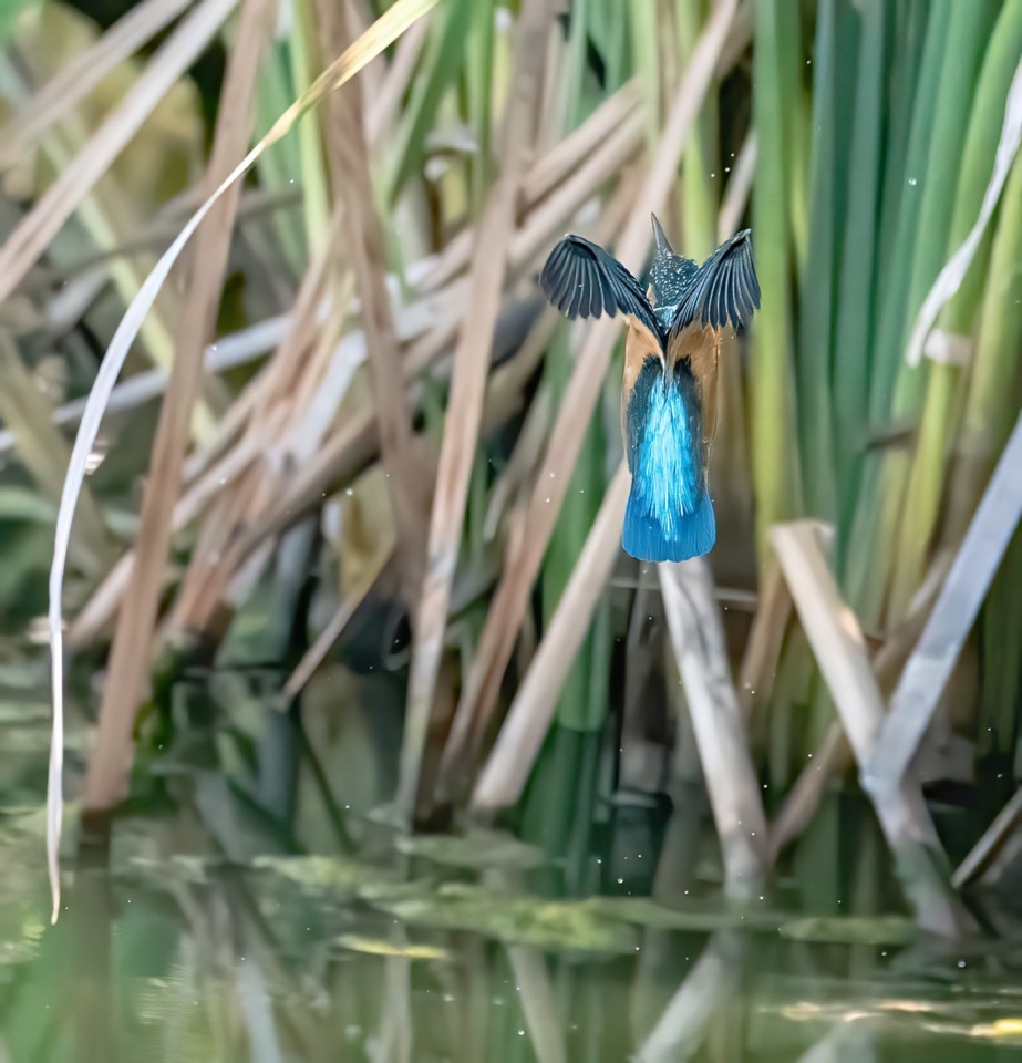 118396013_1625887964245515_5590078432652813454_o.j 118396013_1625887964245515_5590078432652813454_o.j