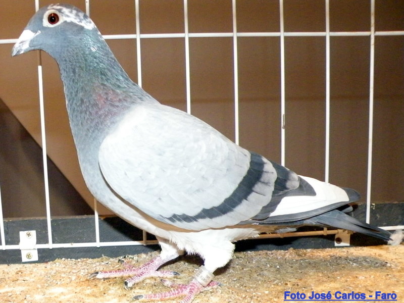 Feira Ibérica Beja 2018 008.JPG Feira Ibérica Beja 2018 008.JPG