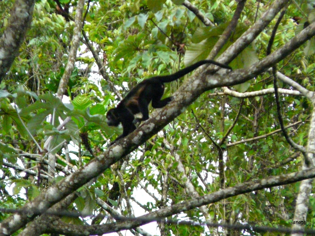 Parque Nacional Vulcão Arenal-macaco uivador (2).