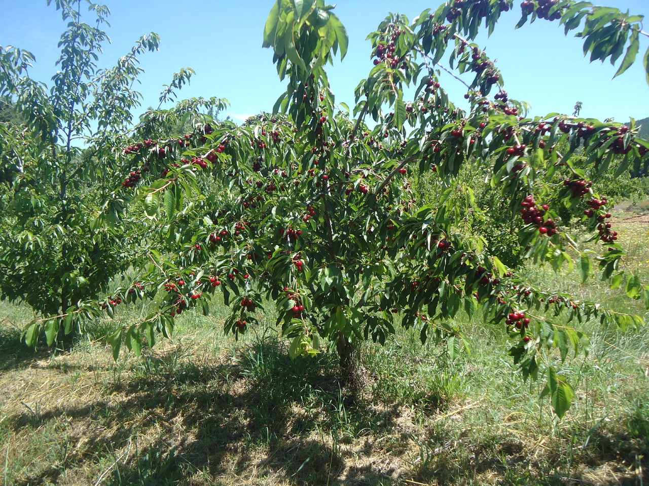 DSC08165.JPG DSC08165.JPG