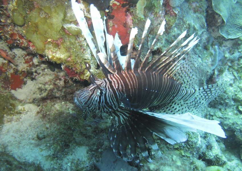 tropical-fish.jpg tropical-fish.jpg