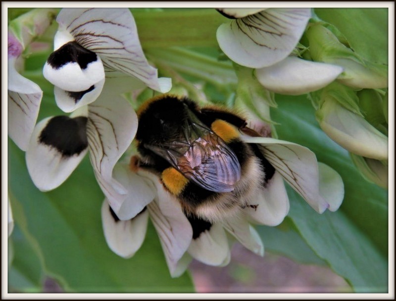 IMG_1563abelha atarefadaa - Cópia flor.jpg