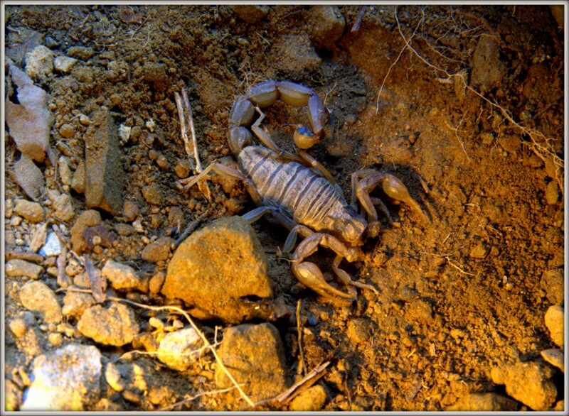 _DSF3112 escorpião.jpg