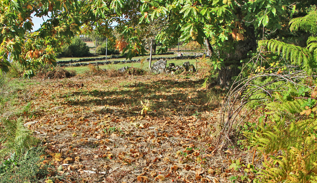 MONTALEGRE - Castanhas e cogumelos no Outono (Net 