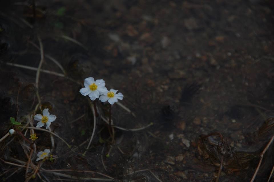 19424324_10208618934902713_3187183791062831253_n.j