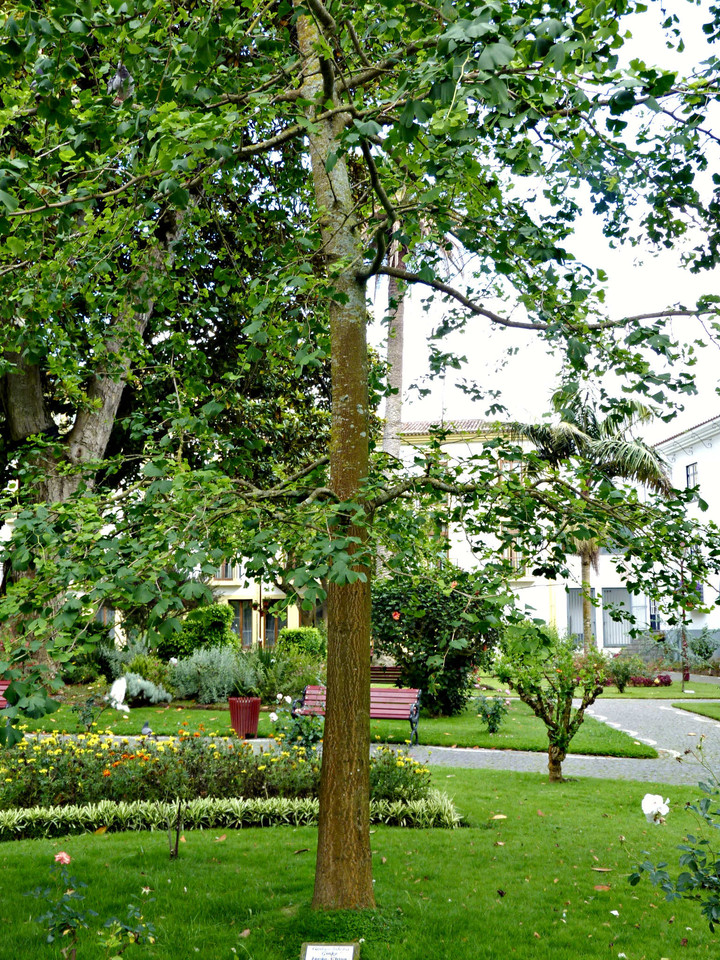 Angra - Jardim Duque da Terceira (38).jpg