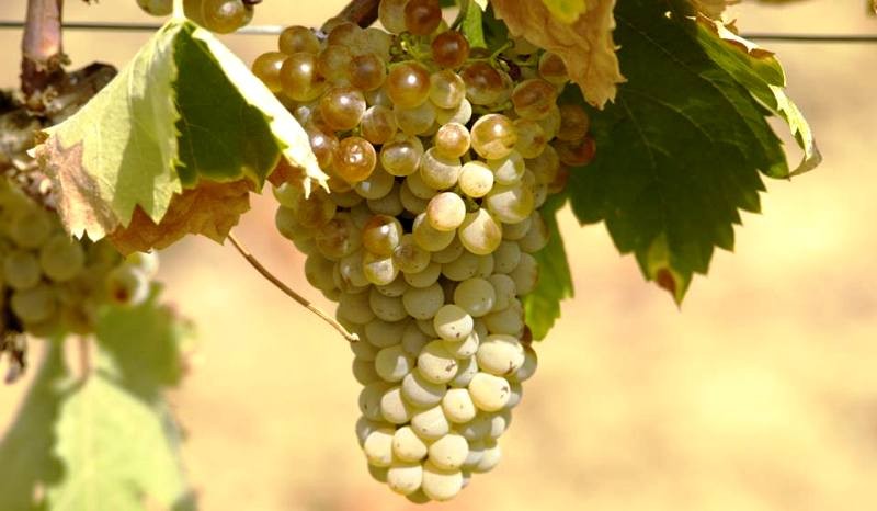 vinhos_larga443.jpg vinhos_larga443.jpg