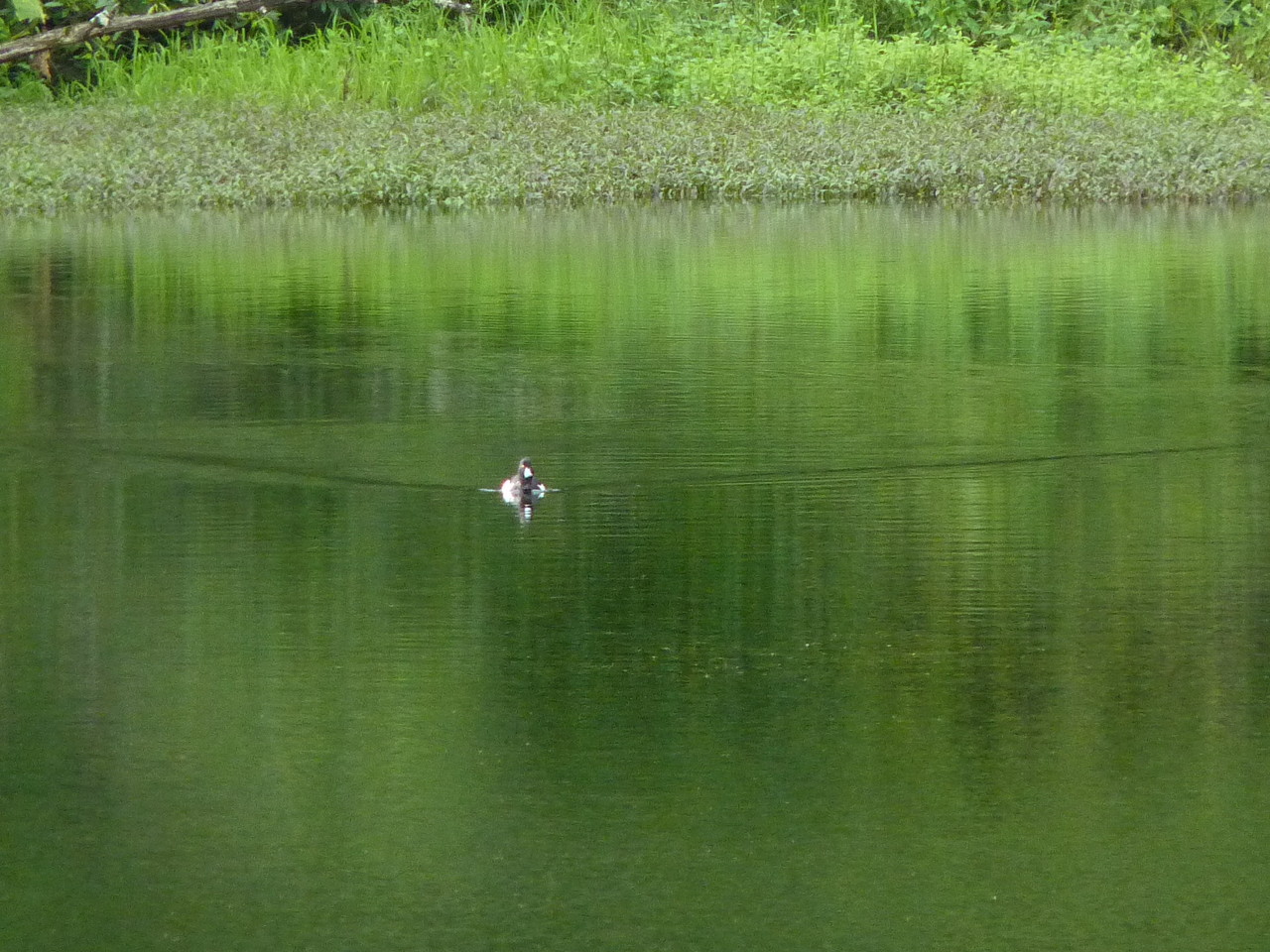 Negrinha - Poço da Ribeira do Ferreiro - Ilha das