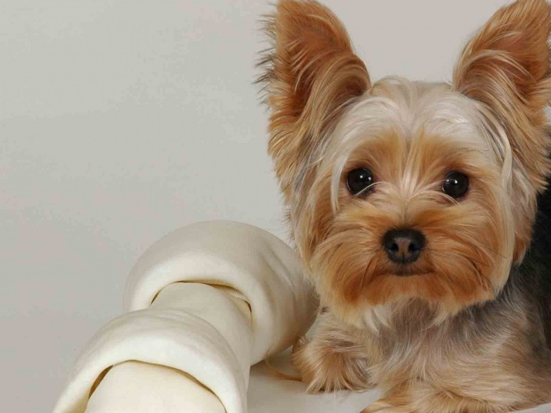 melhores-raças-para-apartamento-yorkshire-terrier melhores-raças-para-apartamento-yorkshire-terrier
