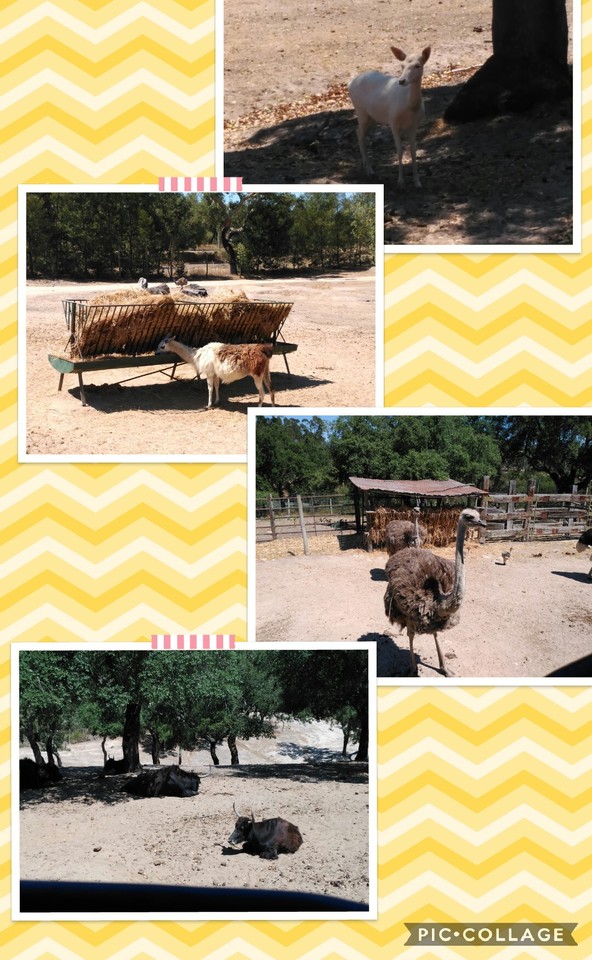 Collage 2017-07-22 22_46_54.jpg Collage 2017-07-22 22_46_54.jpg