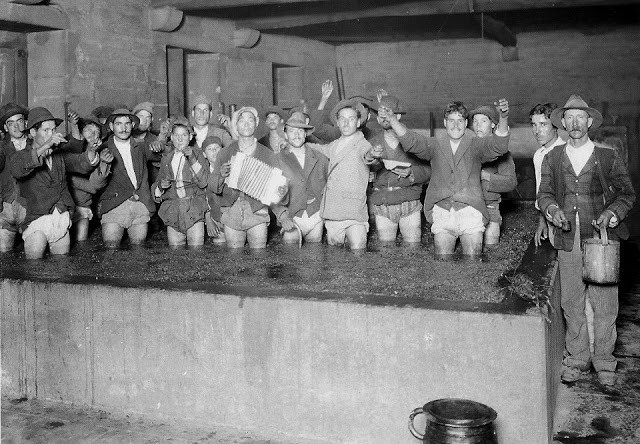 Alegria na chamada pisa das uvas num lagar no Dour