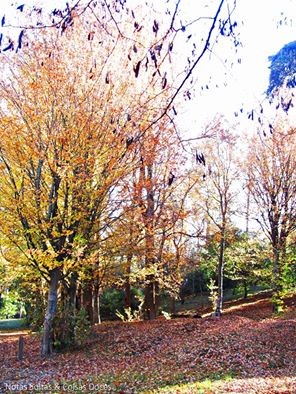 10891719_861143387239349_8922925430230487486_n[1].