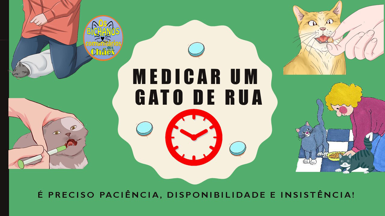 Os gatos é que mandam em nós! - Clube de Gatos do Sapo