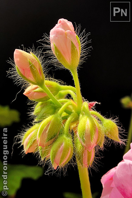 Jun_2020_020a 650px.jpg