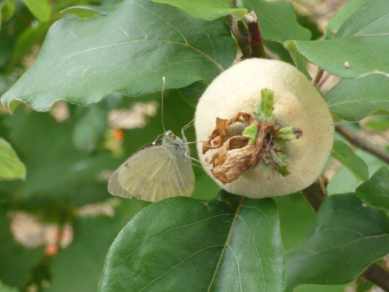 A Borboleta e o Marmelo