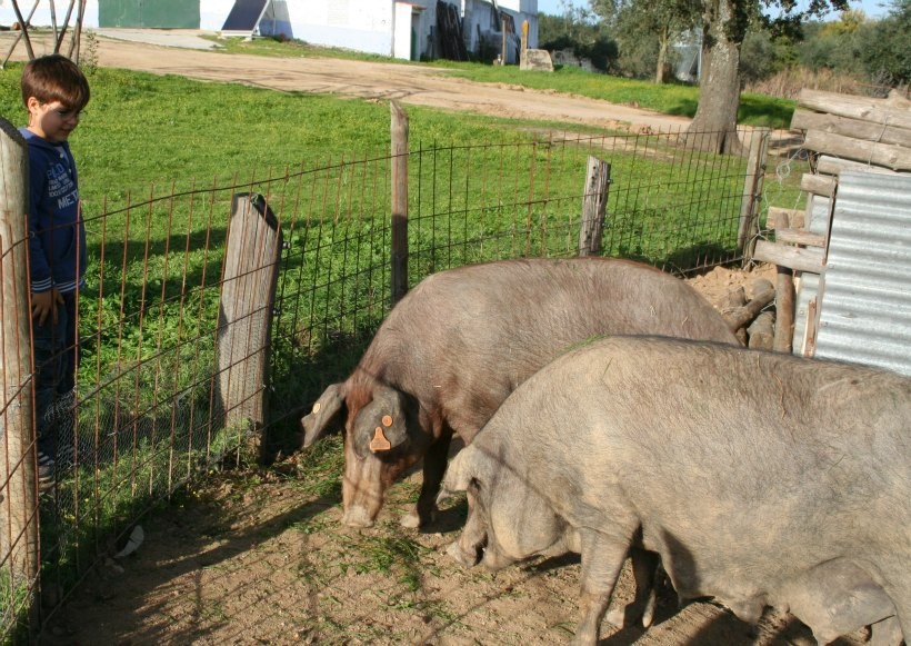 HerdadeFreixoMeio04 by HContadas