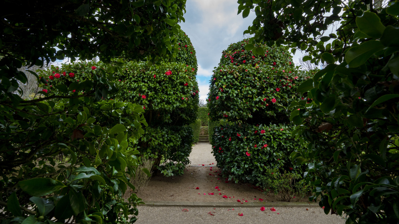 Esplendor das camélias sob formas tantas.jpg